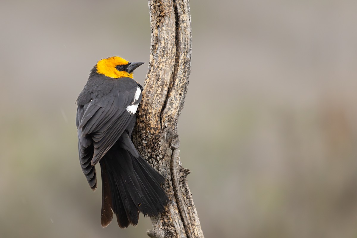 Yellow-headed Blackbird - Roger Kohn