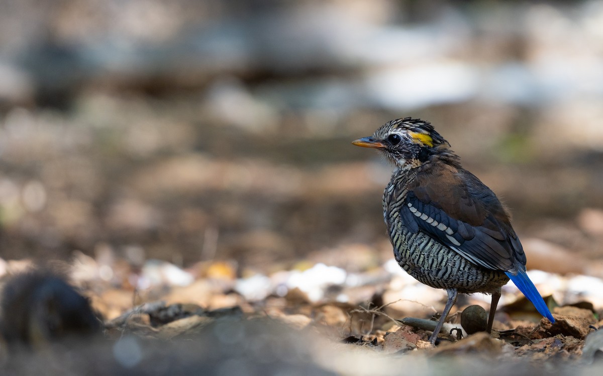 Bornean Banded-Pitta - ML618872567