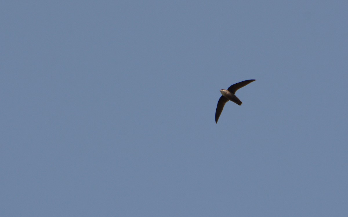 Vaux's Swift (Yucatan) - ML618872568