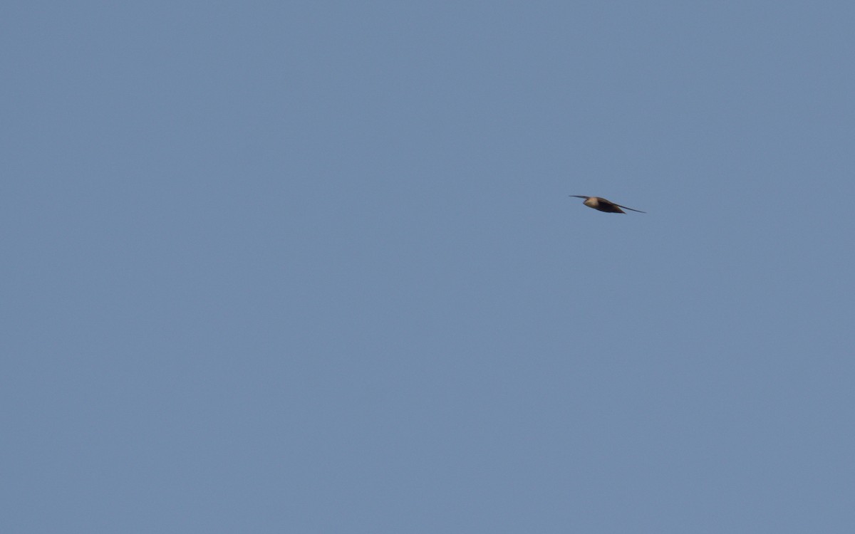 Vaux's Swift (Yucatan) - ML618872569