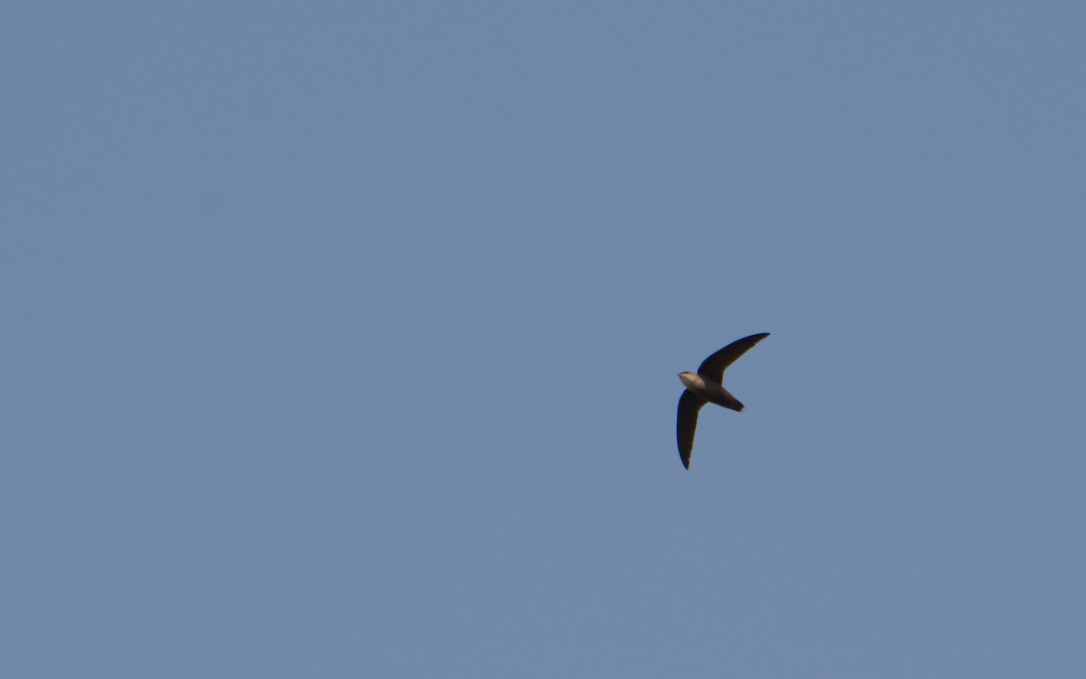 Vaux's Swift (Yucatan) - ML618872570