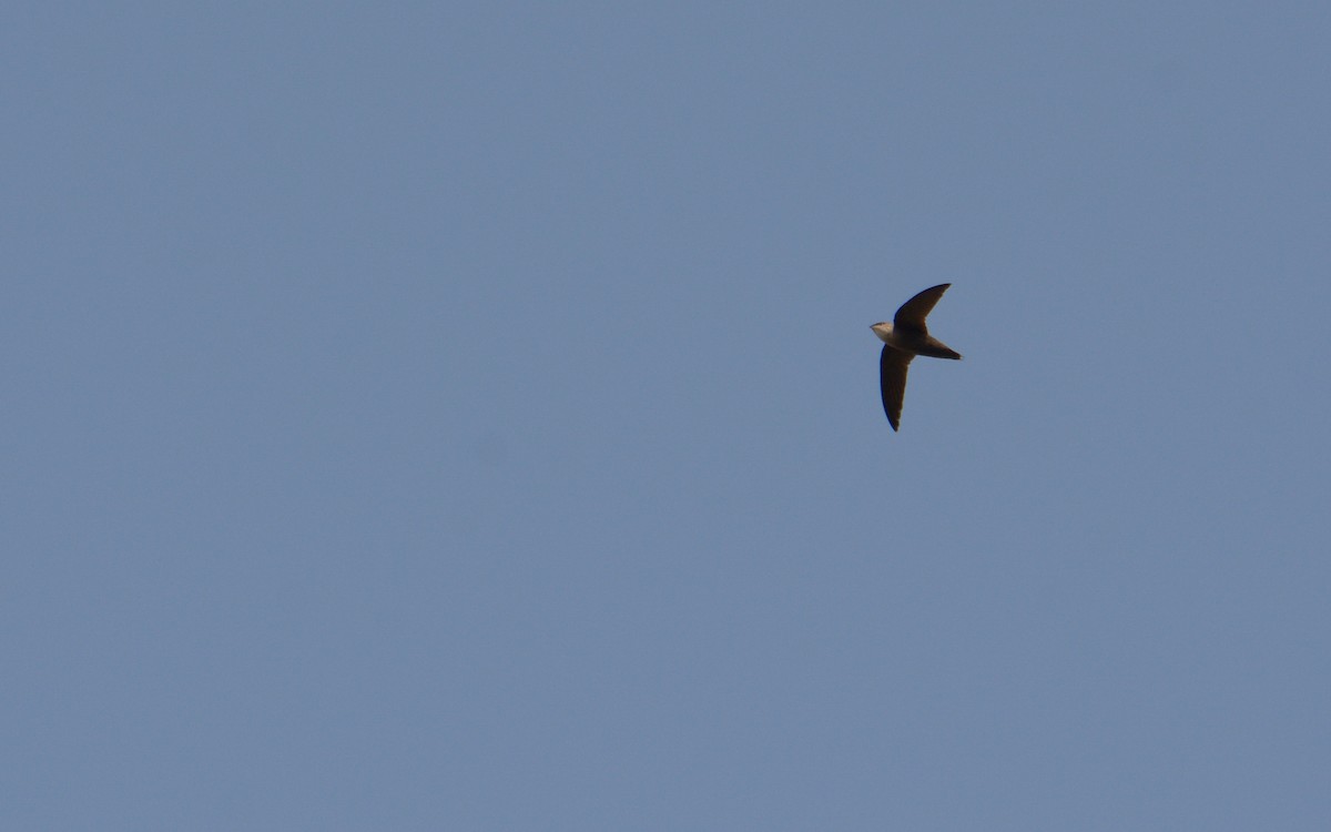 Vaux's Swift (Yucatan) - Luis Trinchan