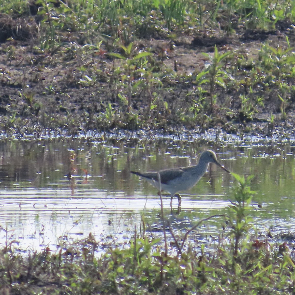 Common Greenshank - Richard Fleming