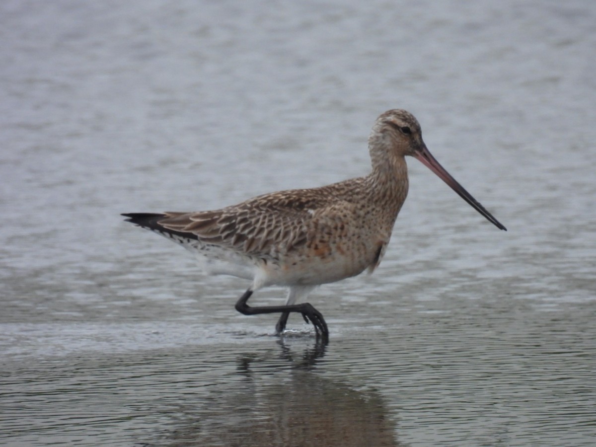 Bar-tailed Godwit - Bret Okeson