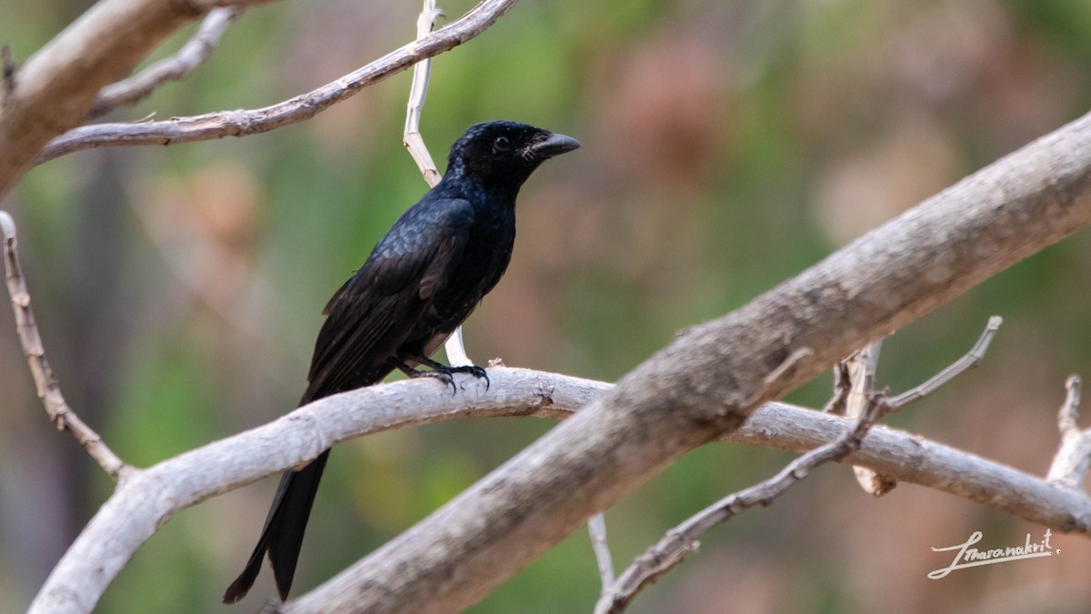 Crow-billed Drongo - Thasanakrit Thinunramet
