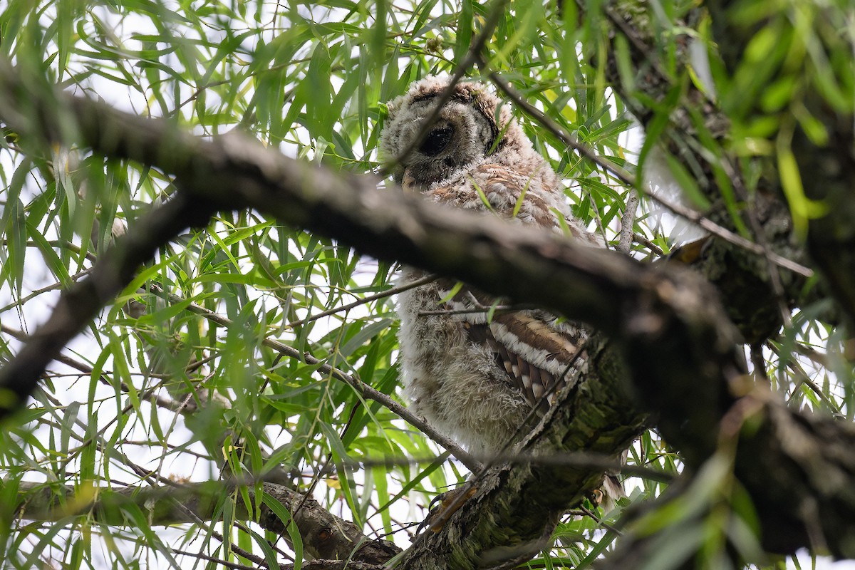 Barred Owl - Mike Cameron