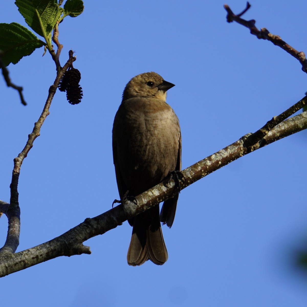 Brown-headed Cowbird - Matthew Mottern