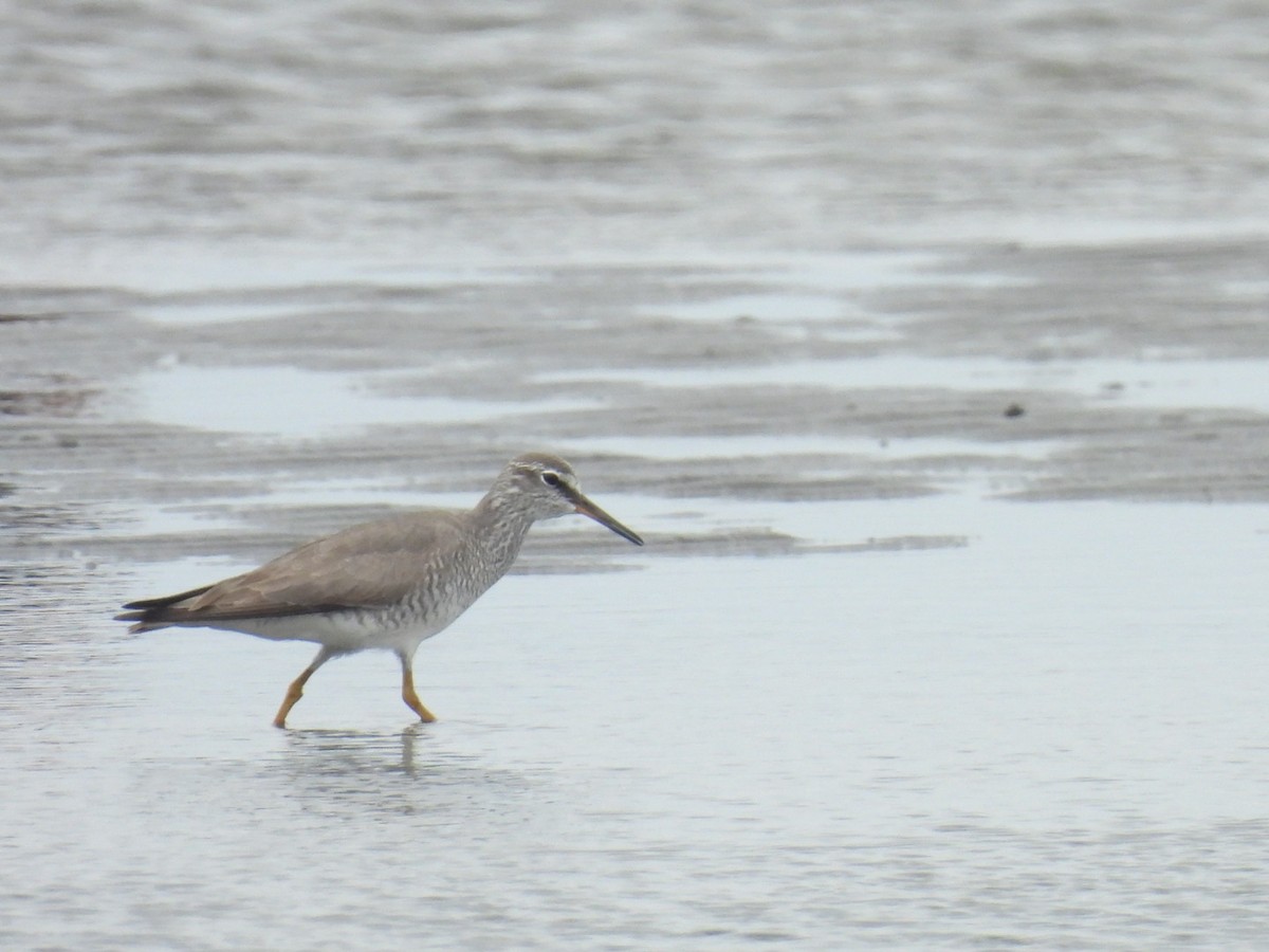 Gray-tailed Tattler - ML618872608