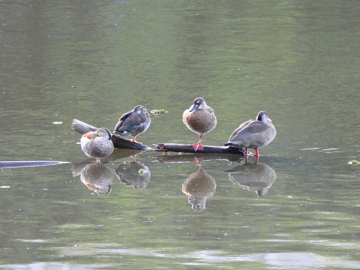 Ringed Teal - ML618872610