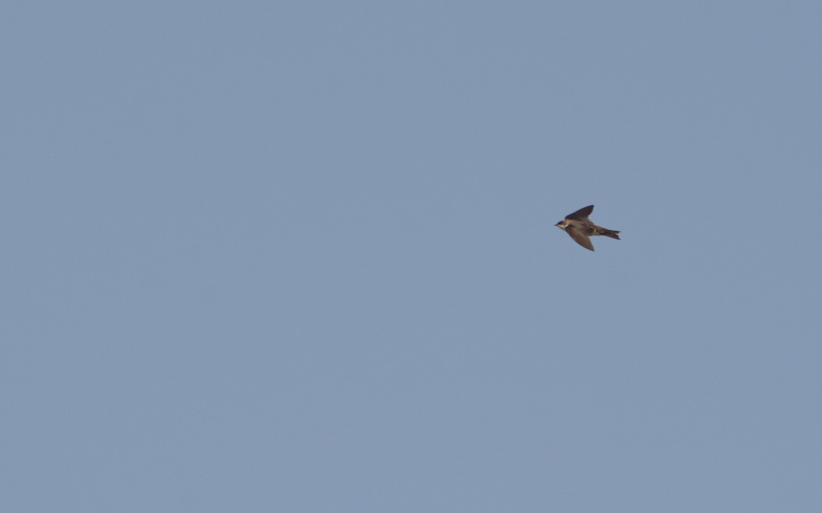 Northern Rough-winged Swallow (Northern) - Luis Trinchan