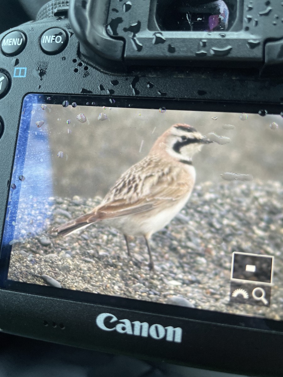 Horned Lark - David Hanna