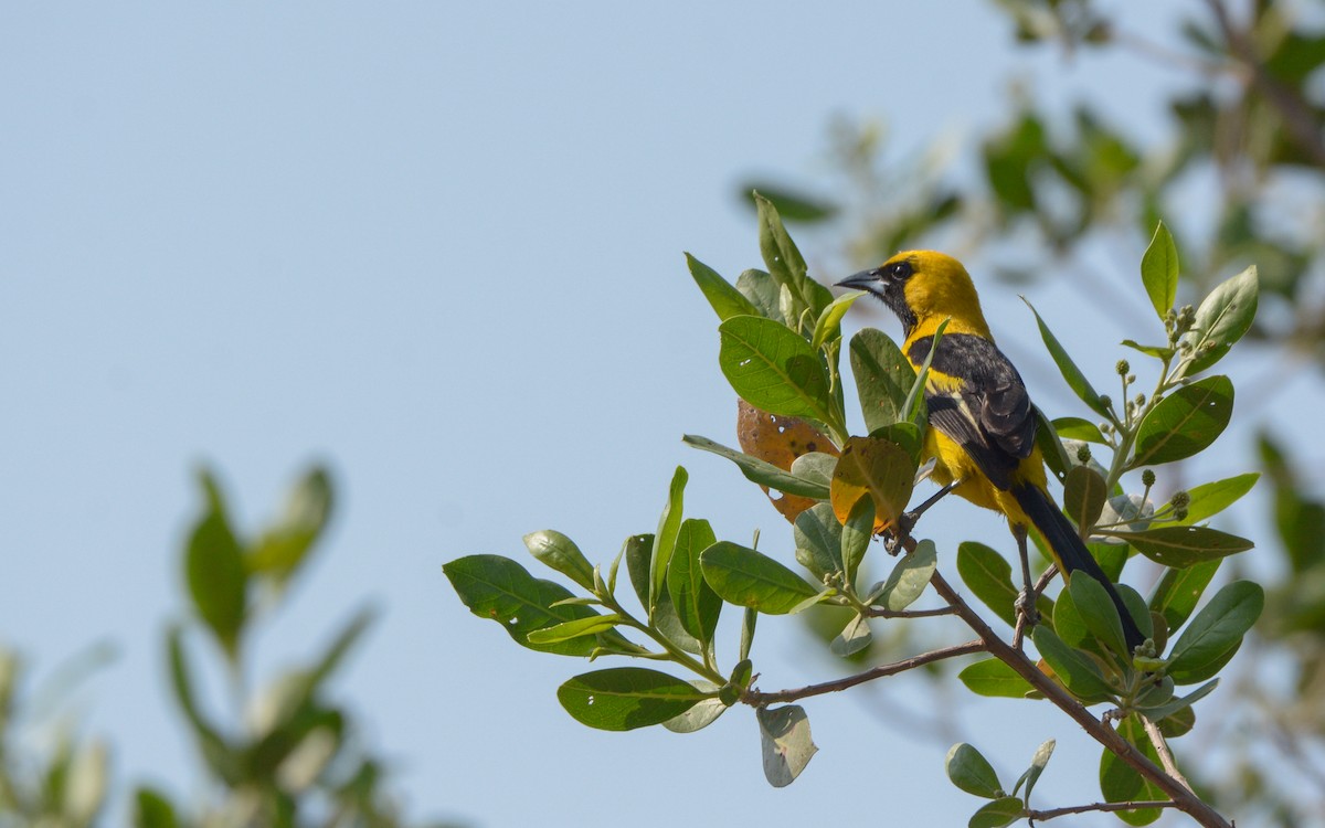 Yellow-tailed Oriole - Luis Trinchan