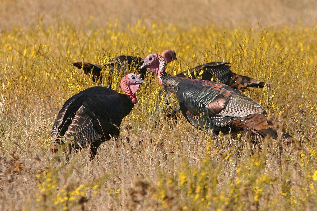 Wild Turkey - William Clark