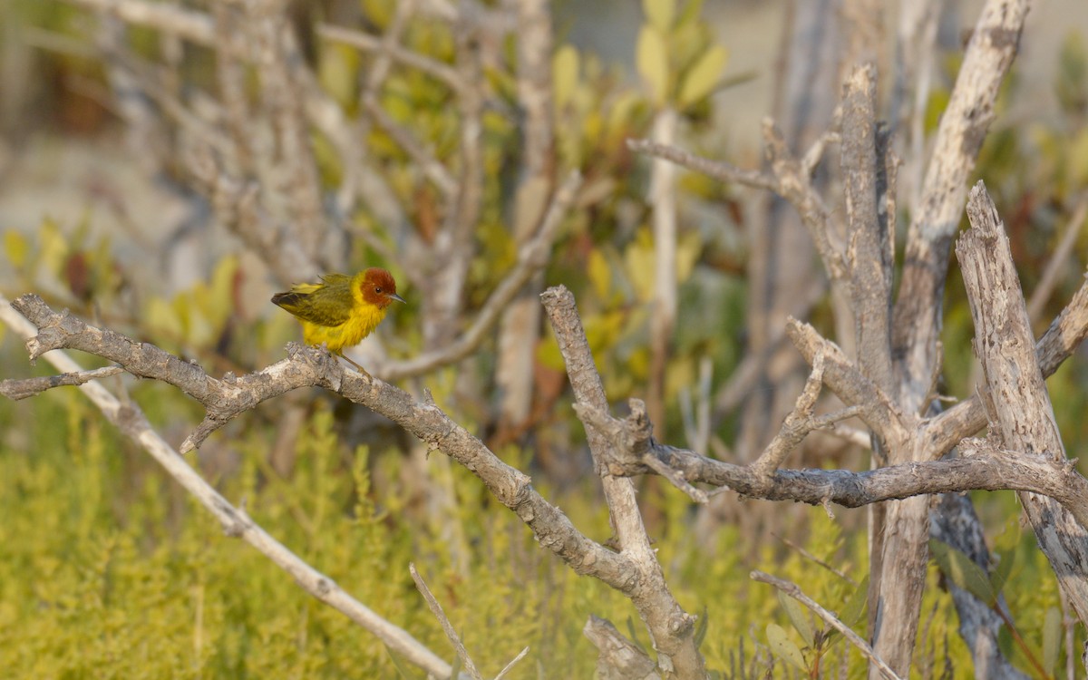 Yellow Warbler (Mangrove) - Luis Trinchan