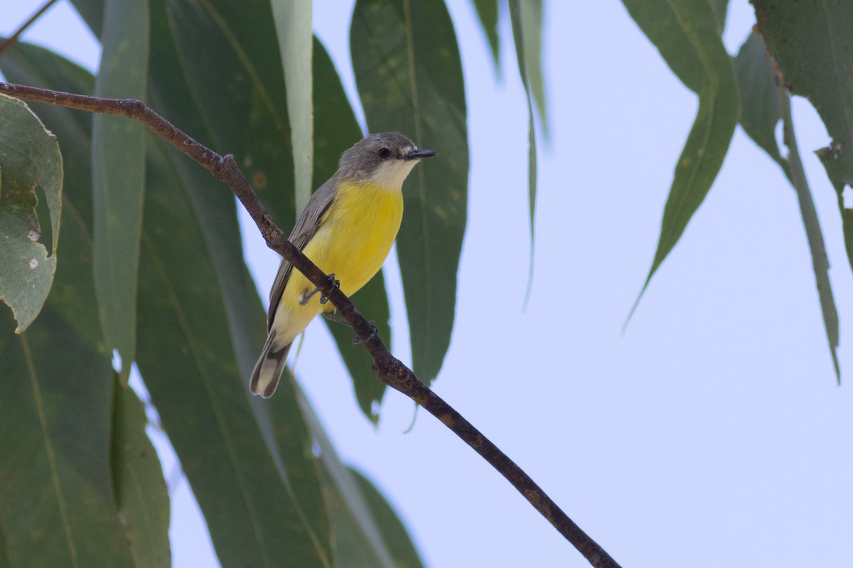 White-throated Gerygone - ML618872660