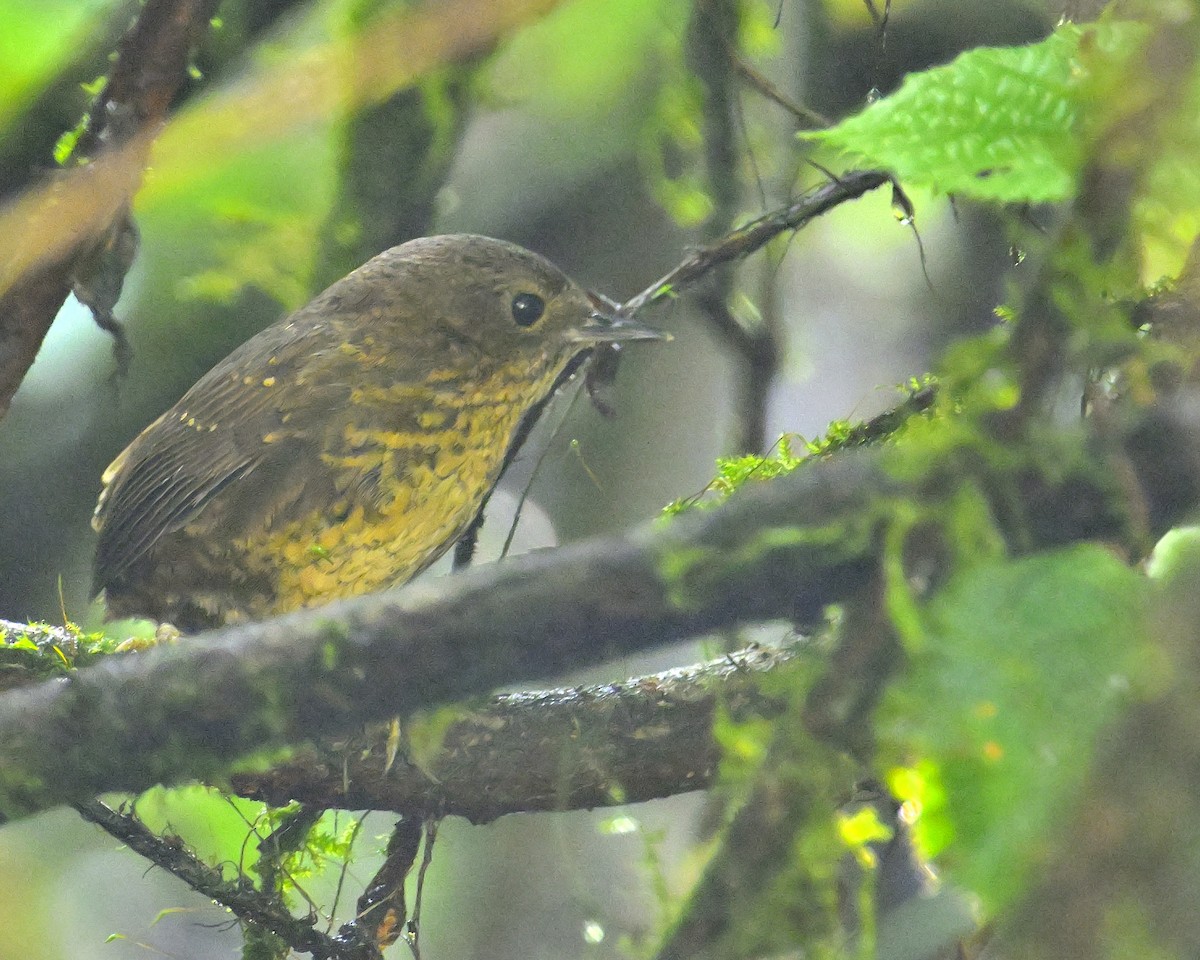 Pygmy Cupwing - Rajesh Gopalan