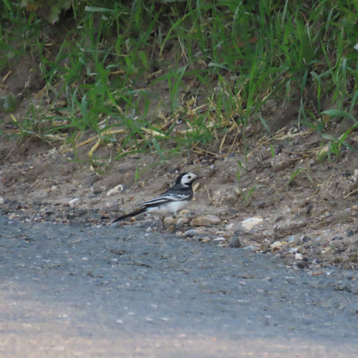 White Wagtail (British) - ML618872673