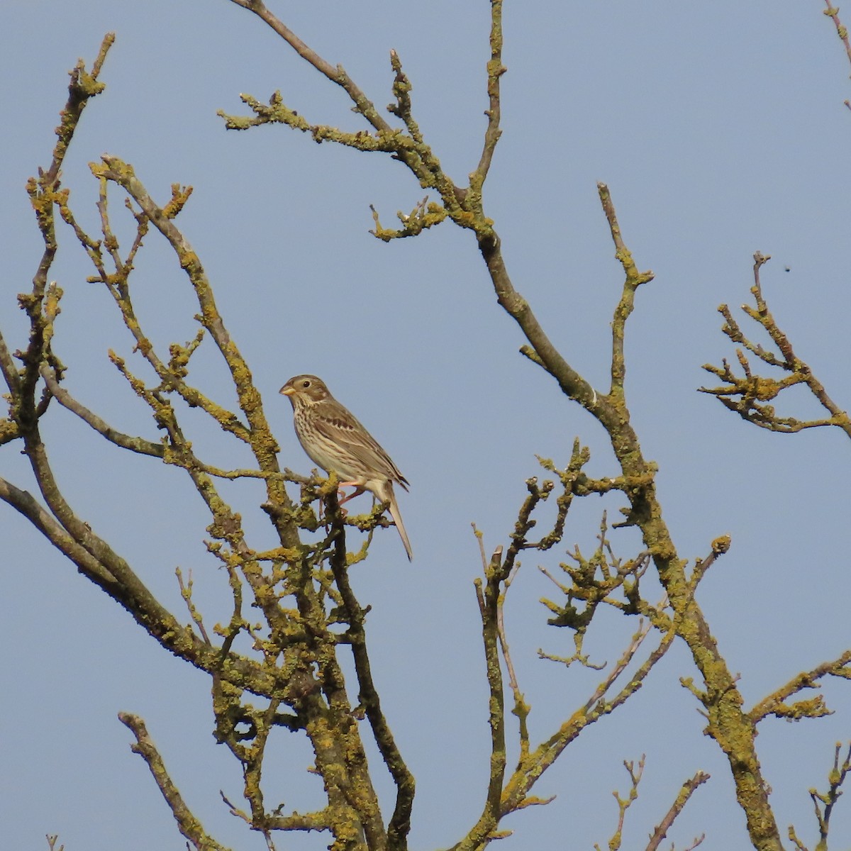 Corn Bunting - Richard Fleming