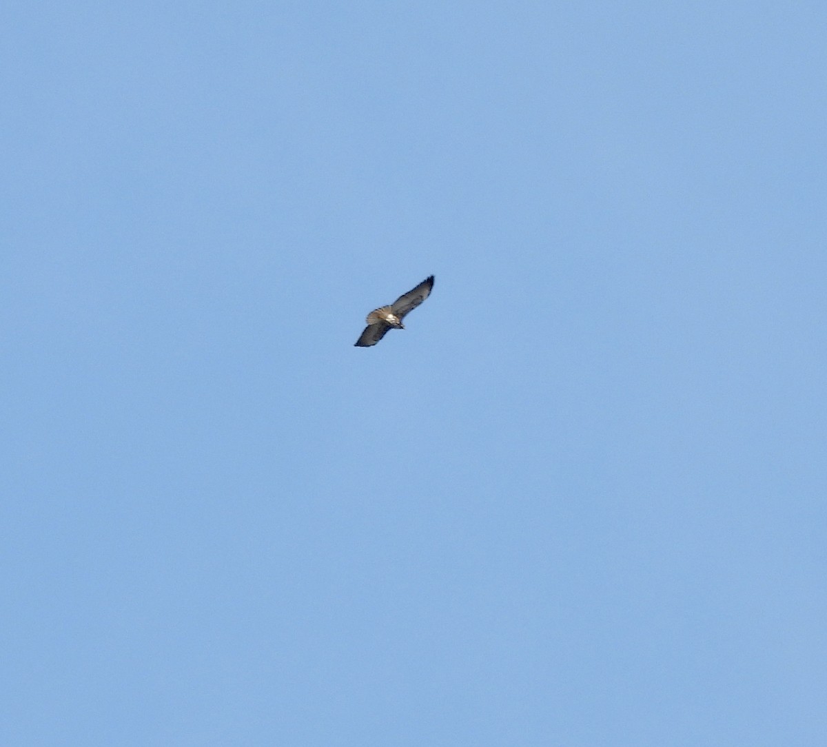 White-tailed Hawk - ML618872689