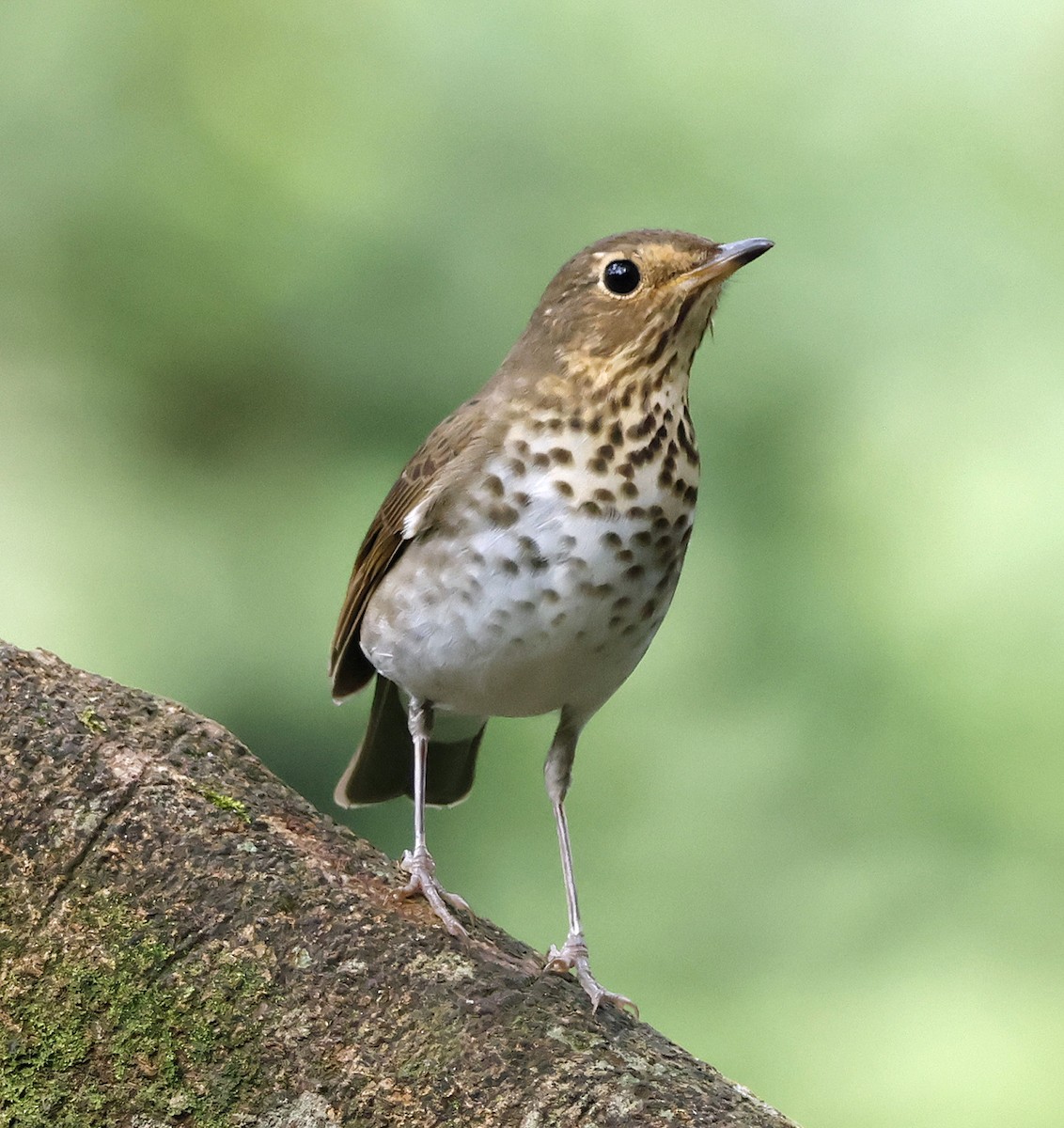 Swainson's Thrush - Joe Grzybowski