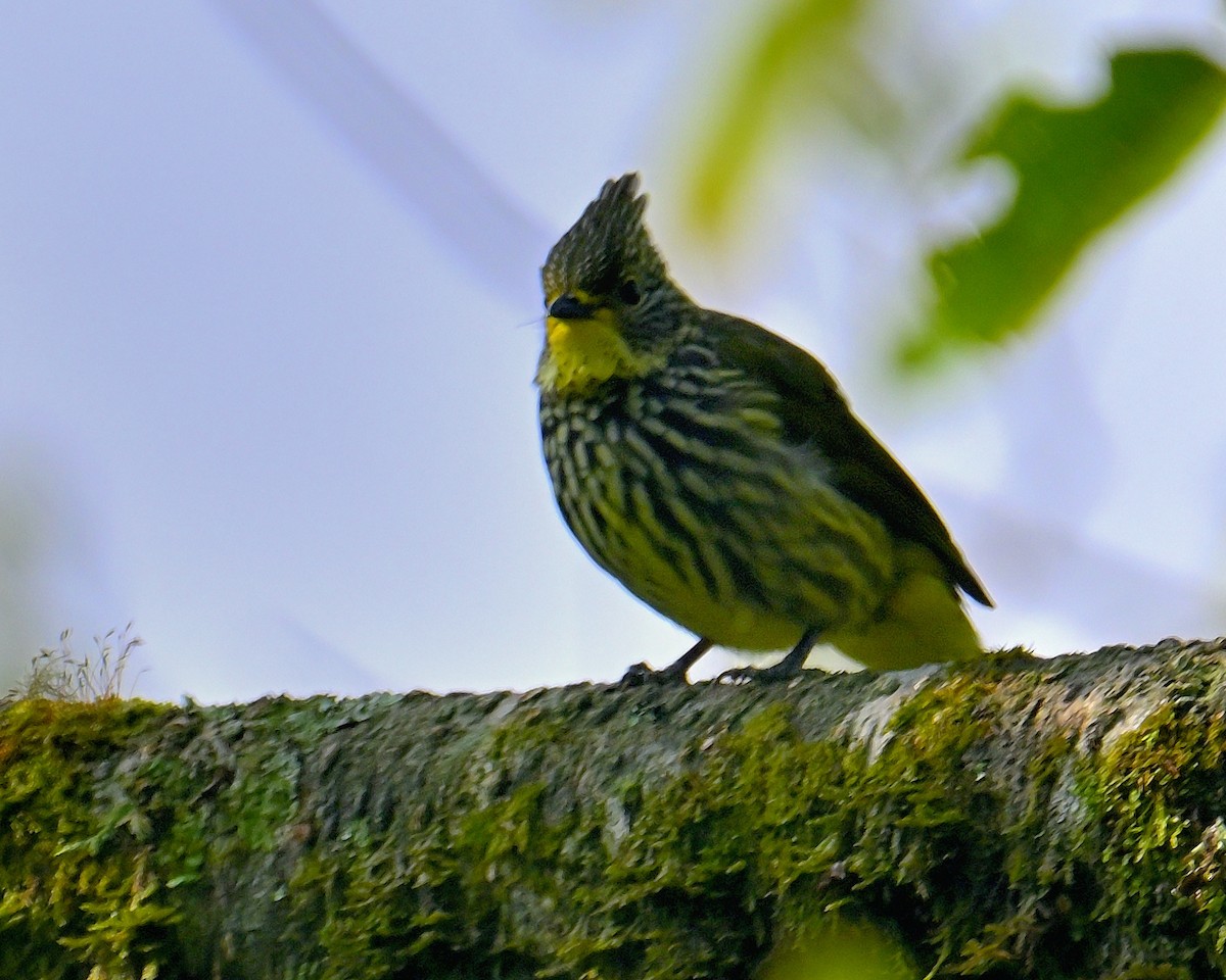 Striated Bulbul - Rajesh Gopalan