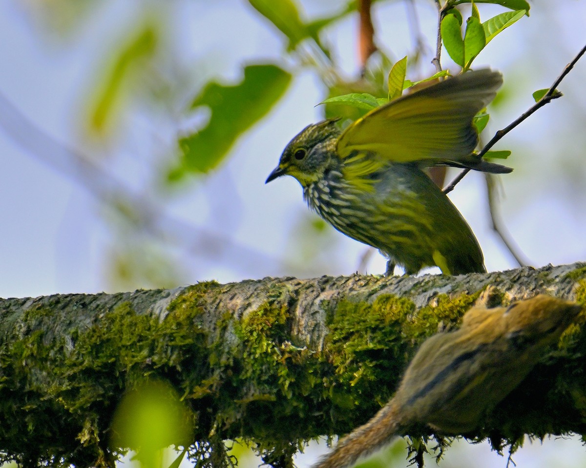 Striated Bulbul - Rajesh Gopalan