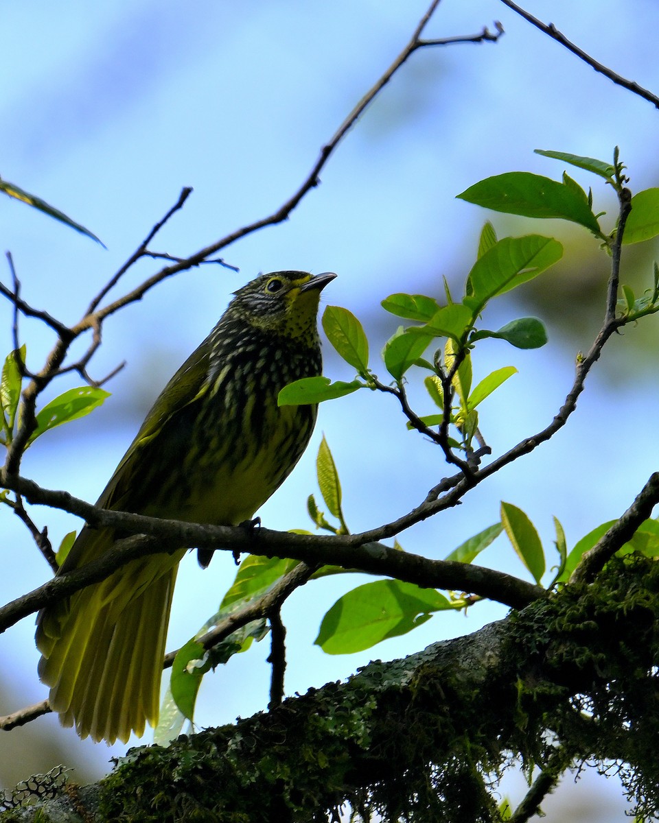 Striated Bulbul - Rajesh Gopalan