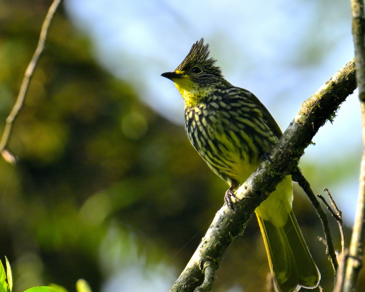 Striated Bulbul - Rajesh Gopalan