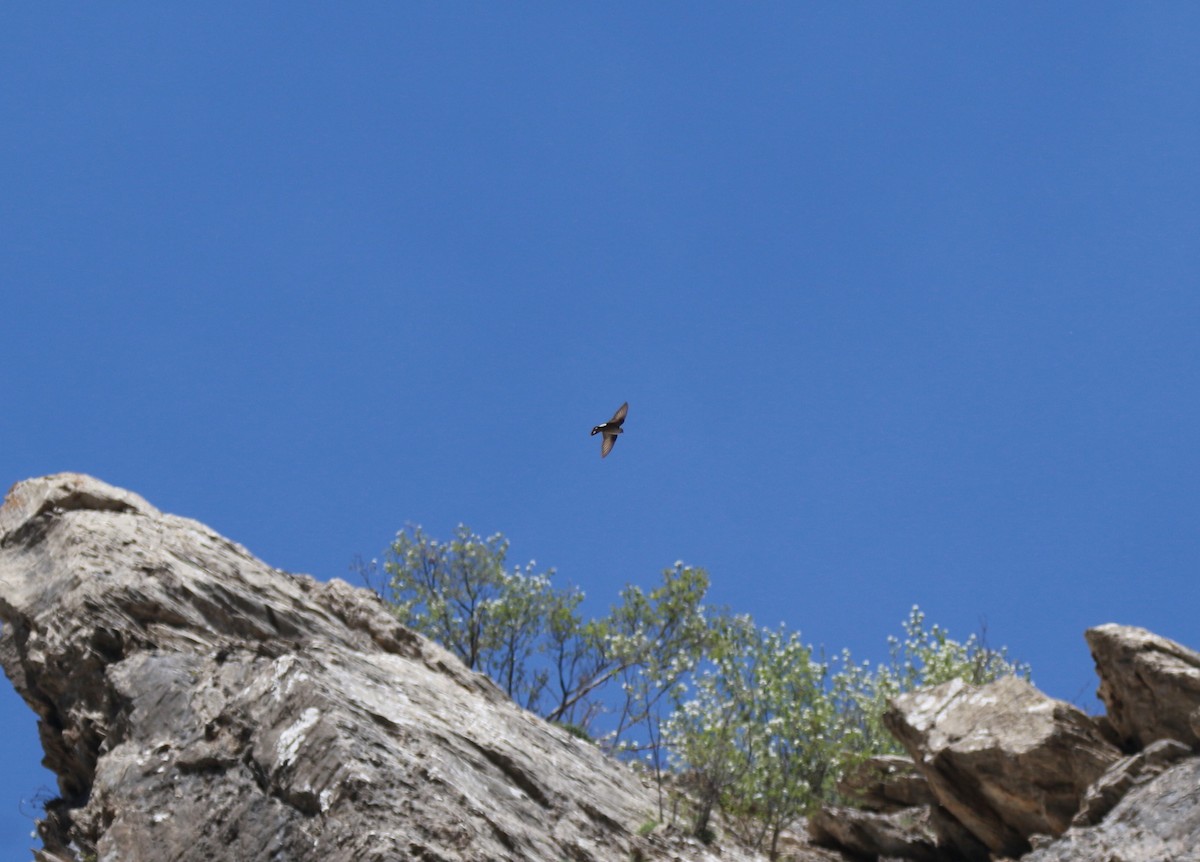 Eurasian Crag-Martin - Neil Osborne