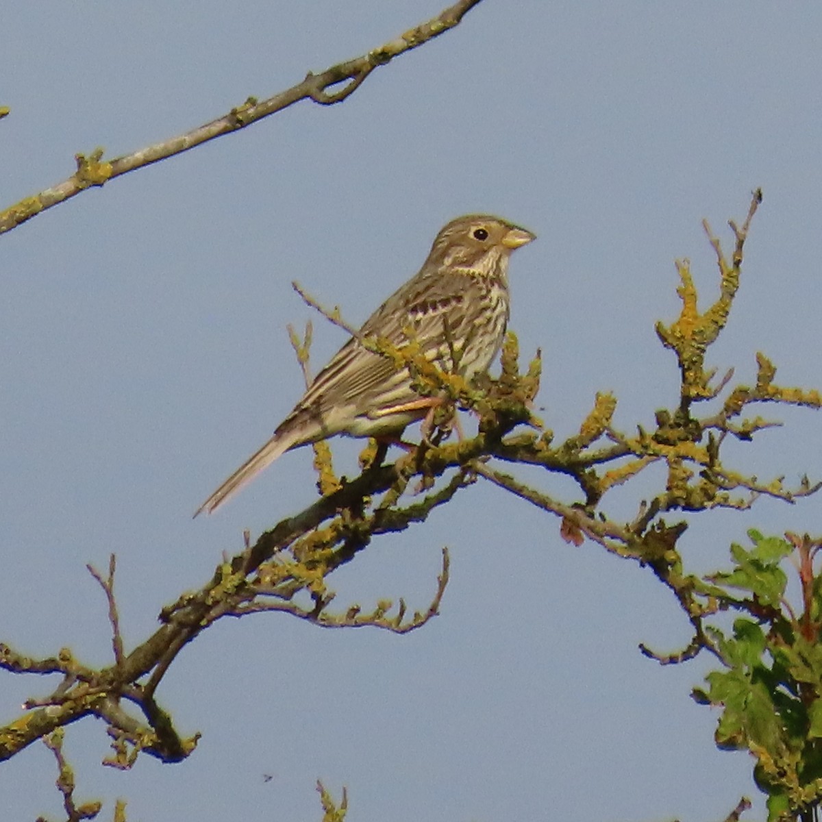 Corn Bunting - Richard Fleming