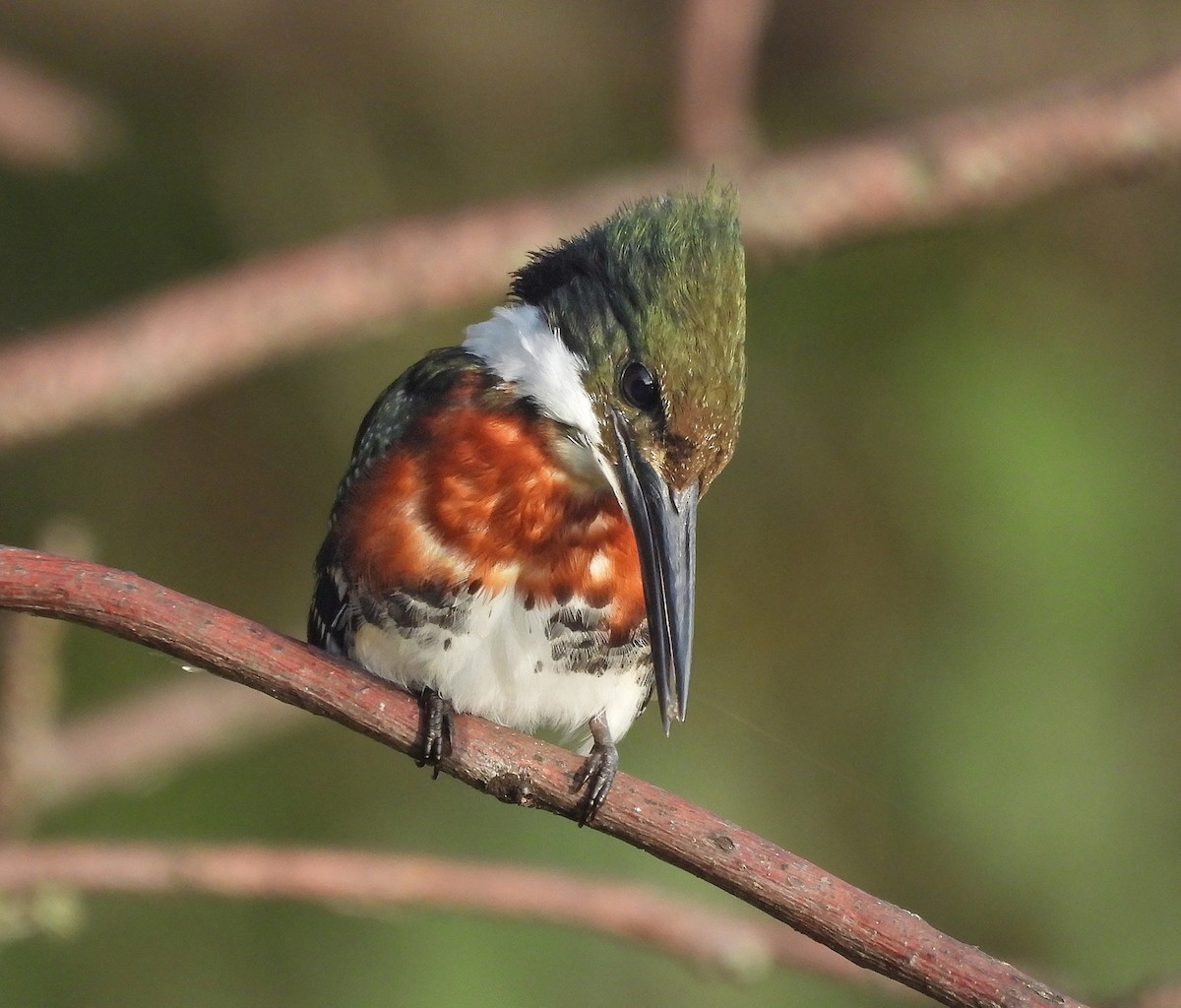 Green Kingfisher - Sebastian Otero