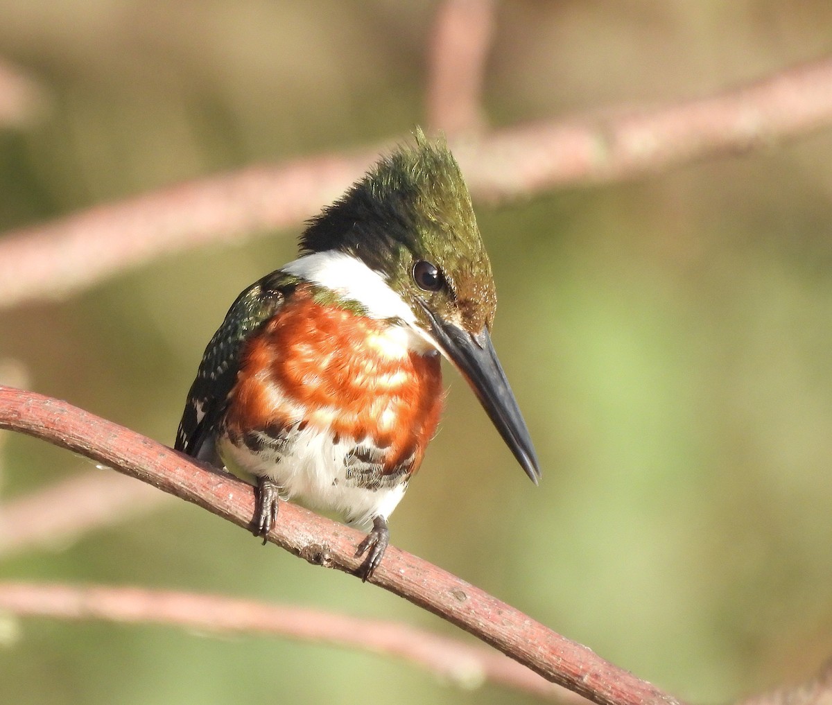 Green Kingfisher - Sebastian Otero