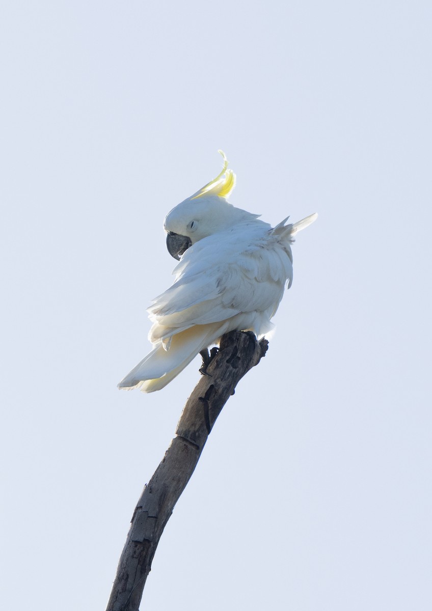 Sulphur-crested Cockatoo - Tomas Tapia