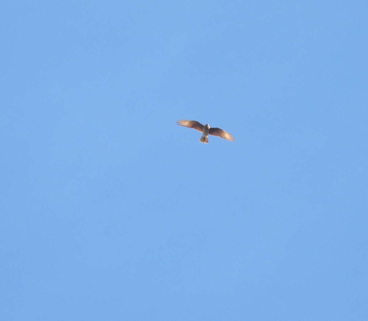 Chimango Caracara - Sebastian Otero