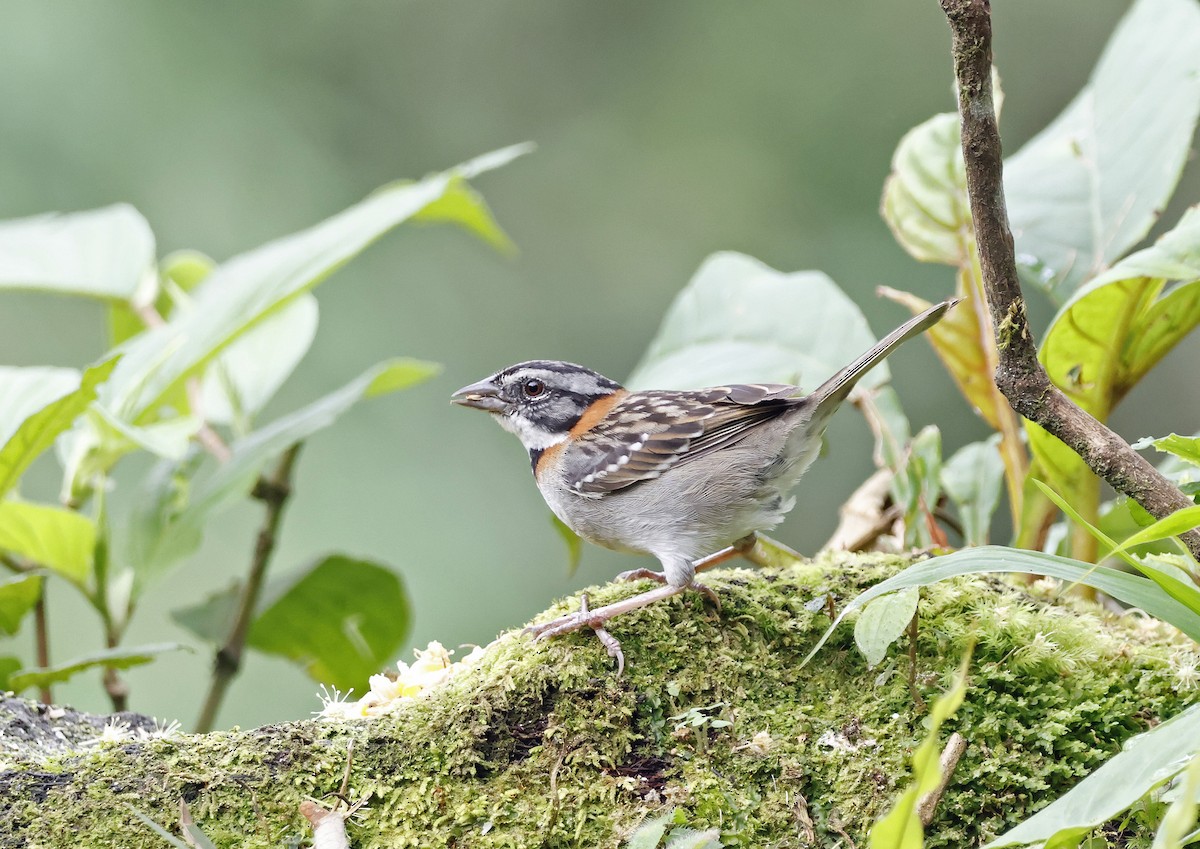 Rufous-collared Sparrow - Joe Grzybowski