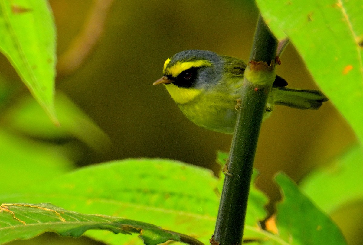 Black-faced Warbler - Rajesh Gopalan