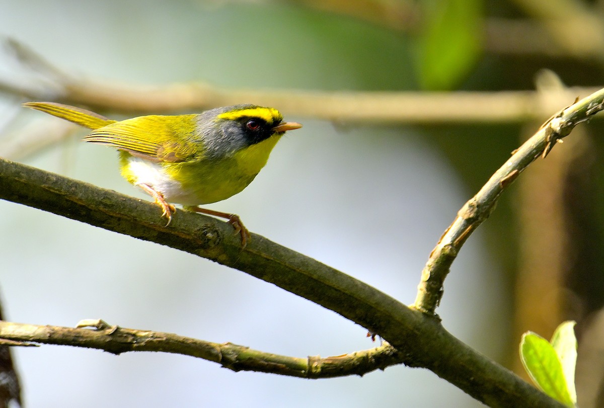 Black-faced Warbler - Rajesh Gopalan