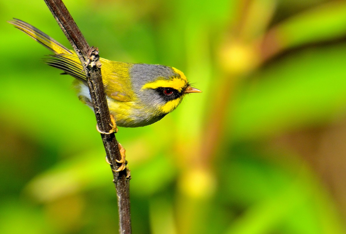 Black-faced Warbler - Rajesh Gopalan