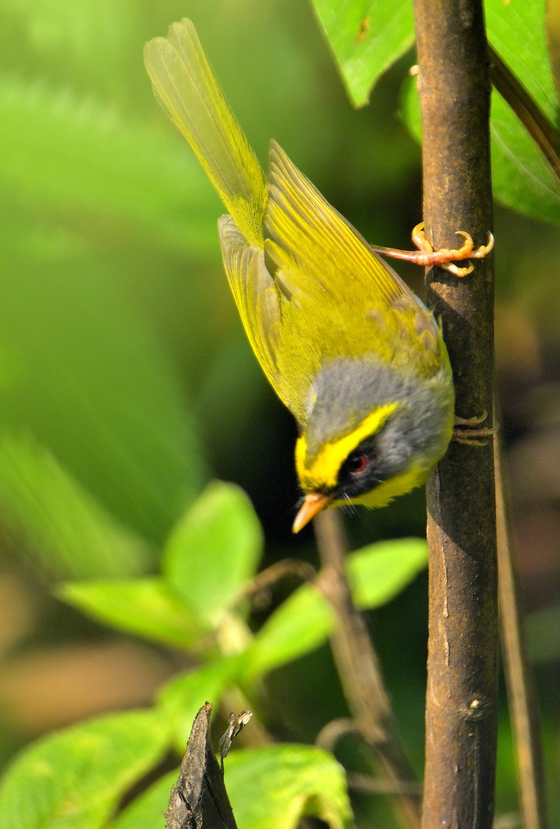 Black-faced Warbler - Rajesh Gopalan