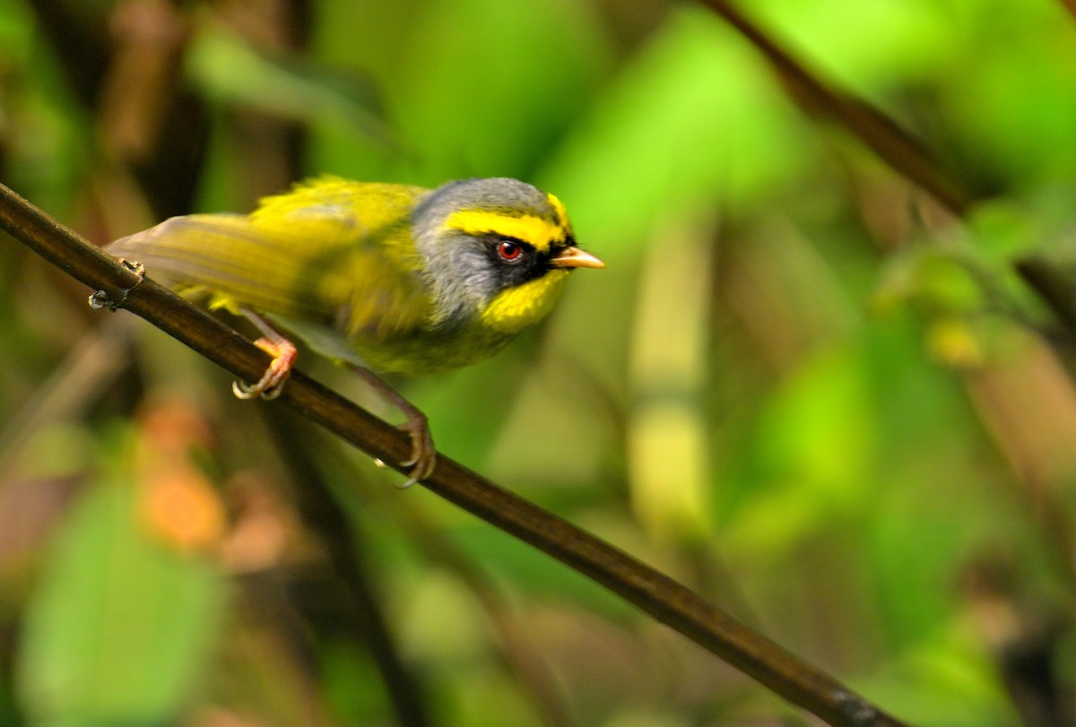 Black-faced Warbler - Rajesh Gopalan