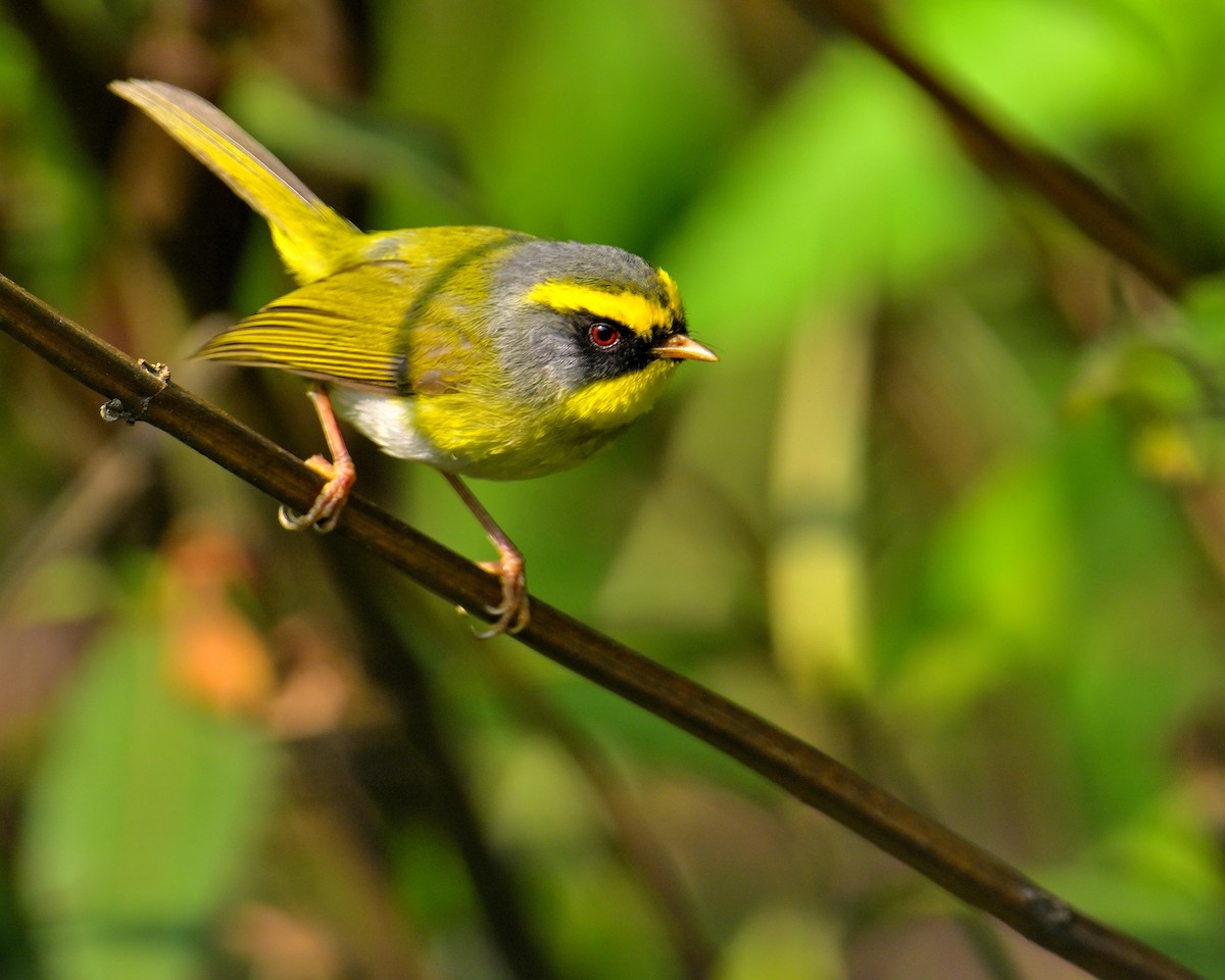 Black-faced Warbler - Rajesh Gopalan