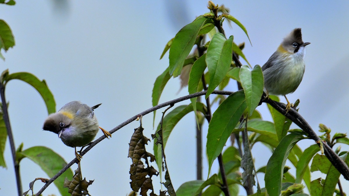 Whiskered Yuhina - Rajesh Gopalan