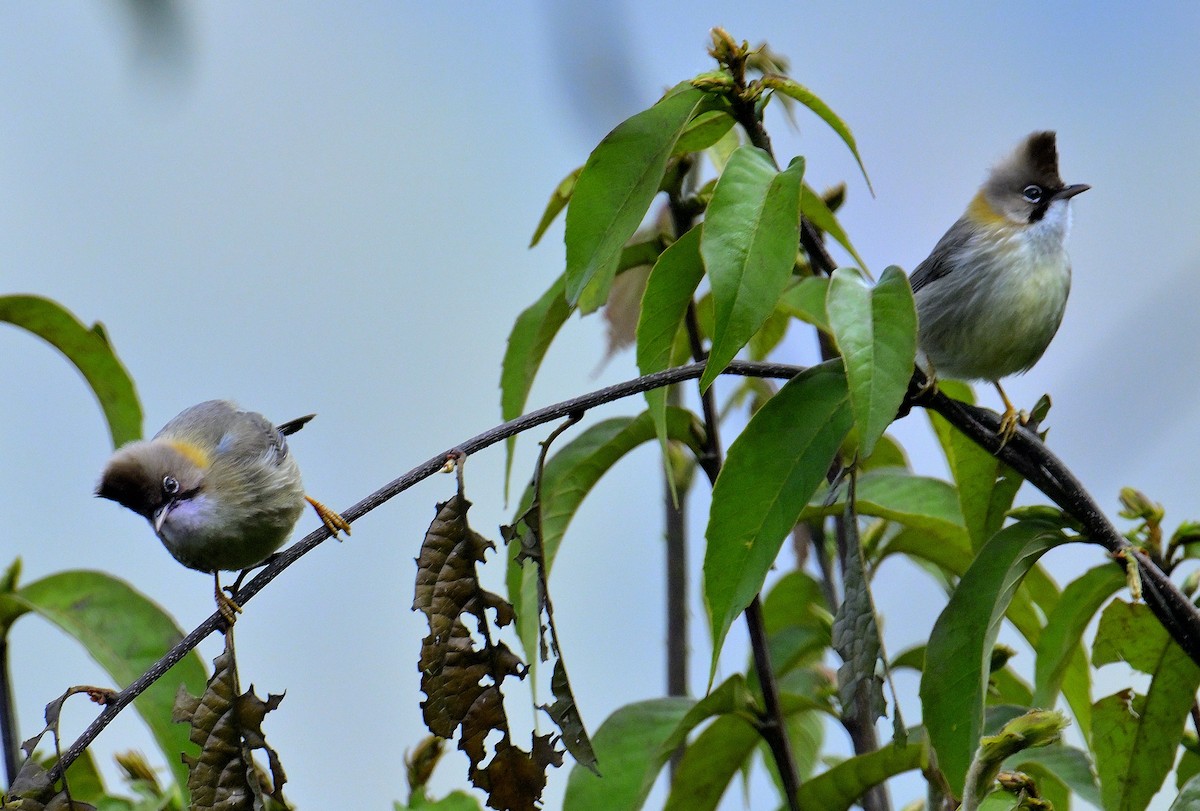 Whiskered Yuhina - Rajesh Gopalan