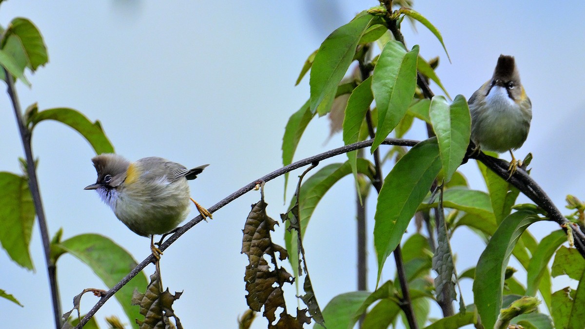 Whiskered Yuhina - Rajesh Gopalan