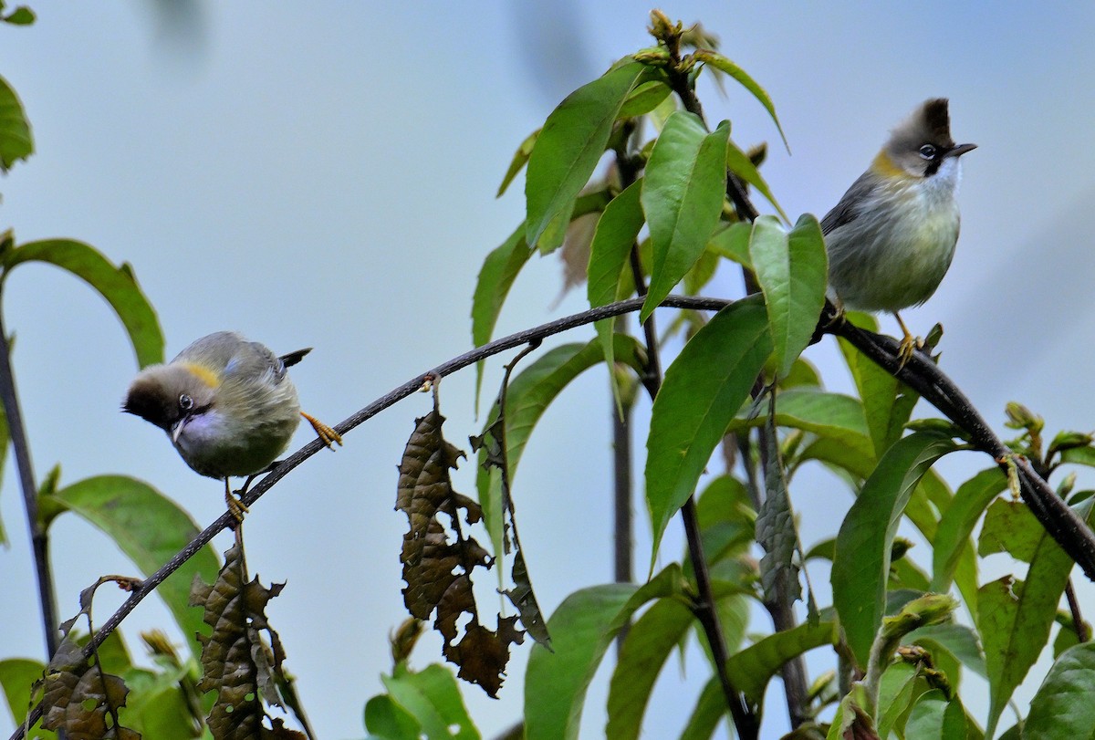 Whiskered Yuhina - Rajesh Gopalan