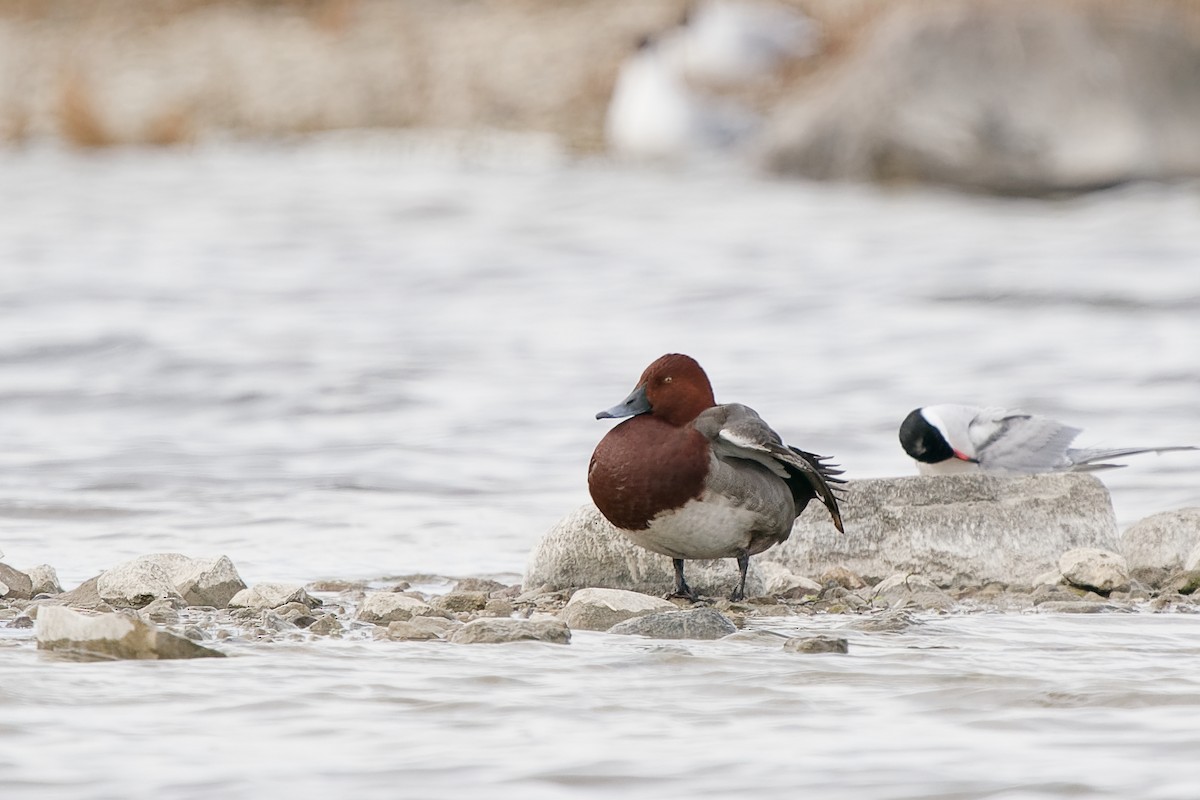 Common Pochard x Ferruginous Duck (hybrid) - Mikael Nyman