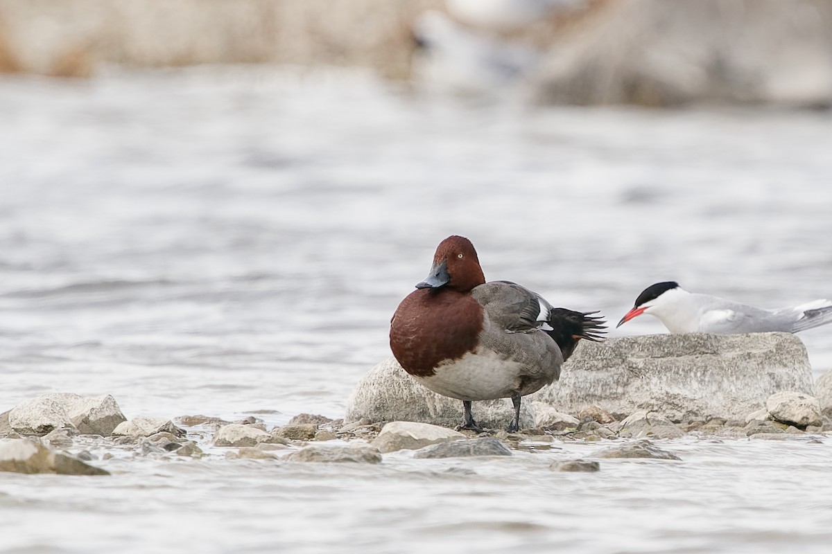 Common Pochard x Ferruginous Duck (hybrid) - Mikael Nyman