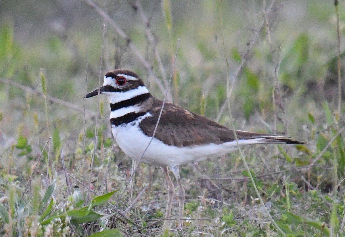 Killdeer - Elaine Thomas