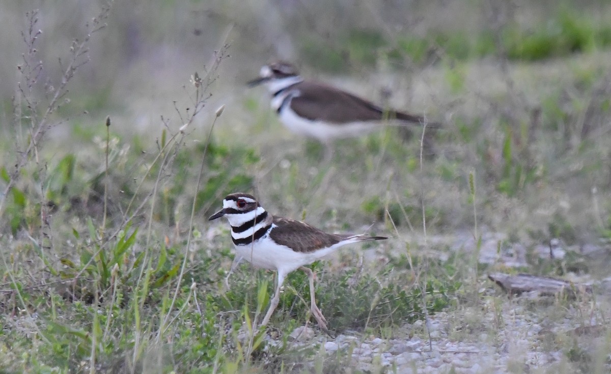 Killdeer - Elaine Thomas