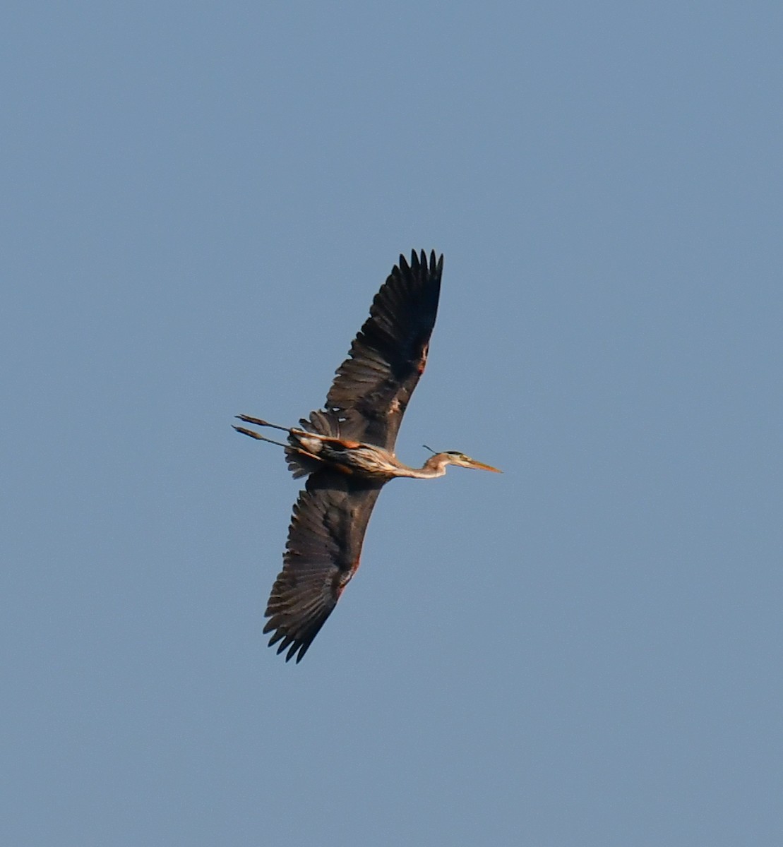 Great Blue Heron - Elaine Thomas